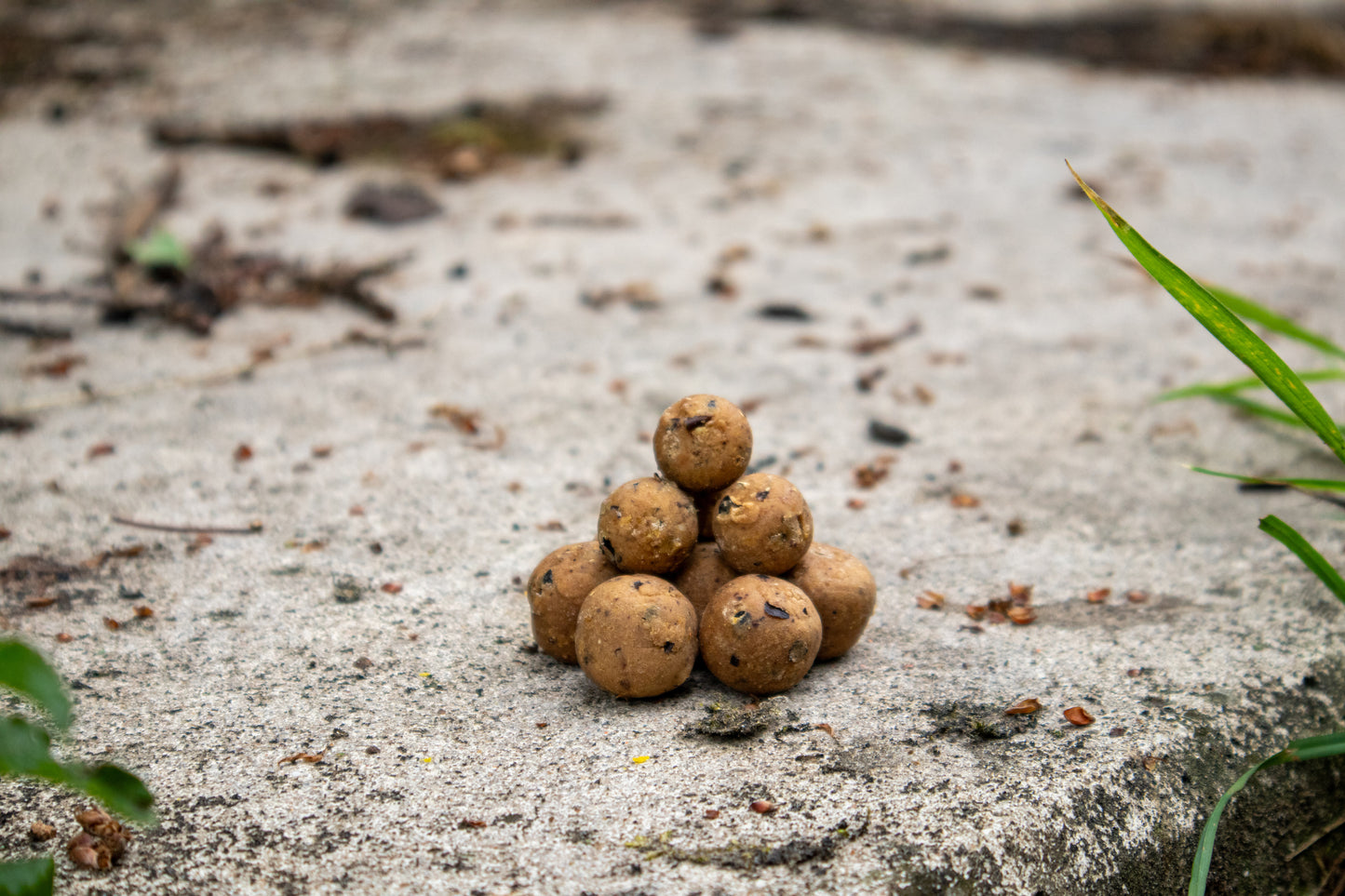 Candy Cornut